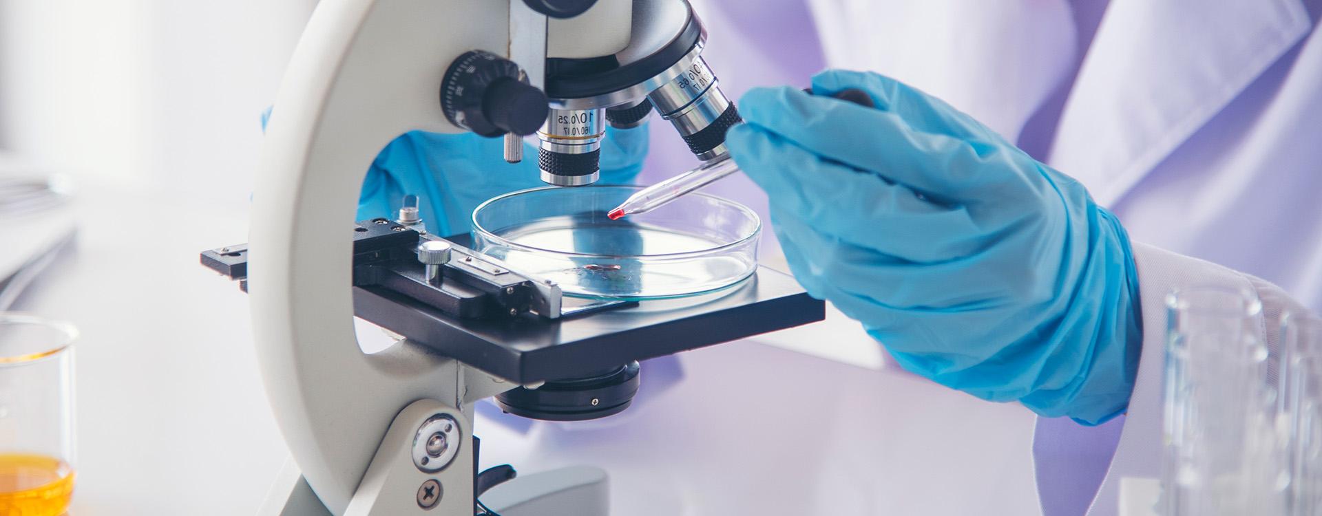 Conceptual image of scientist examining malaria virus in petri dish